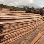 Congo's conflict fuels 'unprecedented' forest loss