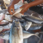 Ivory Coast maintains fishing ban to recover fish stocks