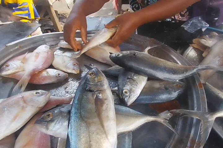 Ivory Coast maintains fishing ban to recover fish stocks