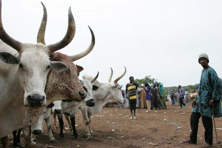 Is creation of Nigeria's livestock ministry viable option?