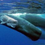 Scientists unlock secrets to how whales communicate