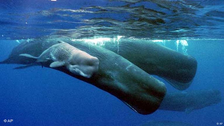 Scientists unlock secrets to how whales communicate